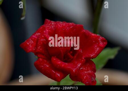 Rote Rose blüht auf einer Rosenpflanze, die während der Regenzeit gefangen wird. Stockfoto