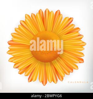 Vektor Calendula Blume Illustration in weißem Hintergrund Stock Vektor