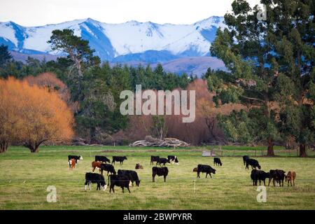 Eine ländliche Farmszene in Canterbury, Neuseeland, mit Kühen in einem Grasfeld und schneebedeckten Bergen in der Ferne Stockfoto