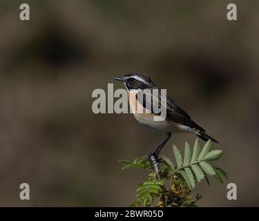 Männlich Whinchat , Saxicola rubetra auf einem Zweig gehockt Stockfoto