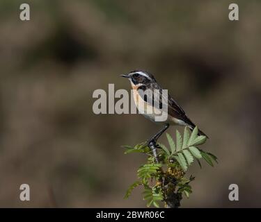 Männlich Whinchat , Saxicola rubetra auf einem Zweig gehockt Stockfoto