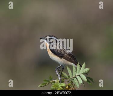 Männlich Whinchat , Saxicola rubetra auf einem Zweig gehockt Stockfoto