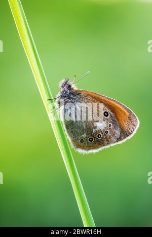 Kastanienheilung - Coenonympha Glycerion, kleiner verborgener Schmetterling aus europäischen Wiesen und Wiesen, Zlin, Tschechische Republik. Stockfoto