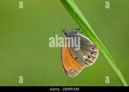 Kastanienheilung - Coenonympha Glycerion, kleiner verborgener Schmetterling aus europäischen Wiesen und Wiesen, Zlin, Tschechische Republik. Stockfoto