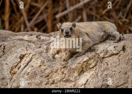 Felshyrax (Procavia capensis), Kap hyrax, Dassie Stockfoto