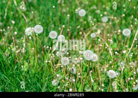 Löwenzahn auf einem grünen Feld im Sommer Stockfoto
