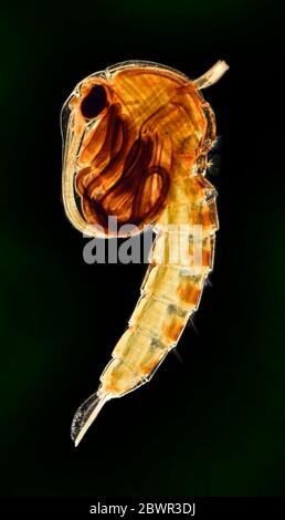 Gnat Pupa, Culex pipiens (die gemeine Hausmücke) schwarzer Hintergrund, Ausschnitt Stockfoto