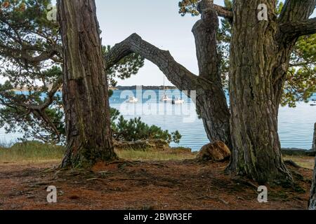 Wald auf Bender Island im Golf von Morbihan. Frankreich Stockfoto