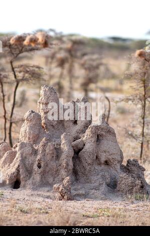 Große Termitäre in der Savanne im Samburu National Reserve. Kenia. Afrika. Stockfoto