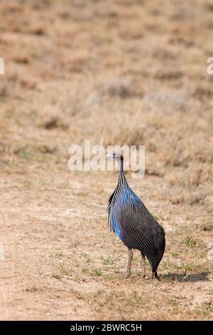 Vulturine guineafowl, Acryllium vulturinum, im Samburu National Reserve. Kenia. Afrika. Stockfoto