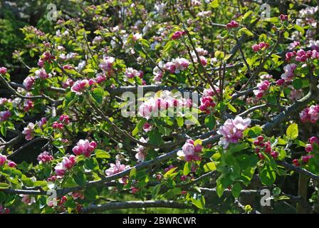 apfelblüte, Kearney Village, Co Down, Nordirland Stockfoto