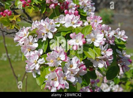 Apfelblüte, Kearney Village, Co Down, Nordirland Stockfoto