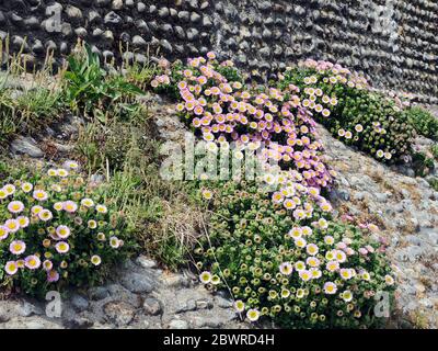 Armeria maritima, Sparsamkeit, Seetrüchtigkeit oder Seerödrosa, eine kompakte immergrüne Staude, die oft an trockenen, felsigen Orten wie Wand in Cromer, Norfolk wächst. Stockfoto