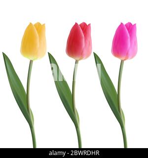 Satz von realistischen Vektor schöne Tulpe. Nicht verfolgen. Die Rohlinge für Ihr Design. Gelbe, rosa, rote Tulpenblüte auf weißem Hintergrund. FrühlingsTulpen Stock Vektor