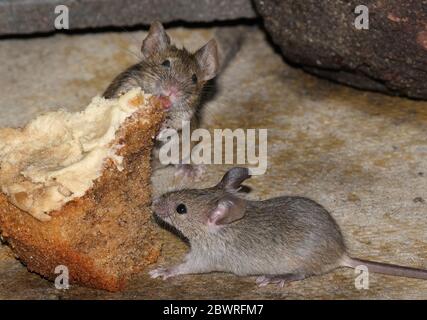 Haus Maus in städtischen Garten versteckt, aber auf der Suche nach Nahrung. Stockfoto