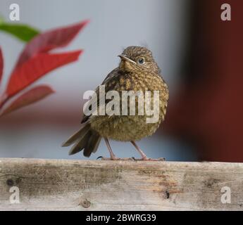 Junge Rotkehlchen im städtischen Hausgarten. Stockfoto