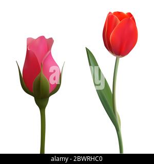Realistische Rose und eine rote Tulpe. Vektor-eps10. Stock Vektor