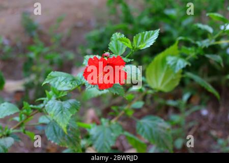Rote Hibiskusblüte hd-Fotografie, Blumenbild Stockfoto