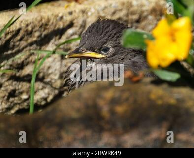 Gemeinsamer Star im städtischen Hausgarten. Junge und Erwachsene Vögel. Stockfoto