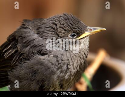 Gemeinsamer Star im städtischen Hausgarten. Junge und Erwachsene Vögel. Stockfoto