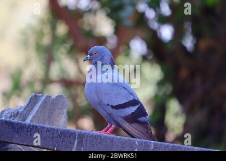 Ein Steintaubenvogel, der in der Wintersaison auf dem Eisengitter steht Stockfoto