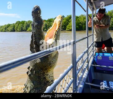 Salzwasser-Krokodil oder Estuarine Krokodil (Crocodylus porosus) Springen mit offenem Mund während einer Jumping Crocodile Kreuzfahrt, Adelaide River, Northern Te Stockfoto