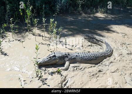 Salzwasser-Krokodil oder Estuarine Krokodil (Crocodylus porosus) lauern im Schlamm am Ufer des Adelaide River, Northern Territory, NT, aus Stockfoto