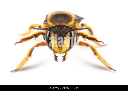 Blick aus der Vogelperspektive auf den berühmten grünen See El Golfo auf der Insel Lanzarote. Der See verdankt seine grüne Farbe bestimmten Algenarten. Stockfoto