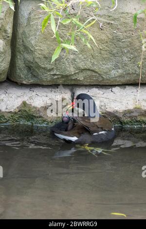 Ein Moorhen Gallinula chloropus füttert ein Küken in Trenance Boating Lake in Trenance Gardens in Newquay in Cornwall. Stockfoto