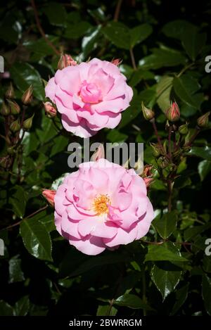 Rose Glücklich Ruhestand Tantoras. Stockfoto