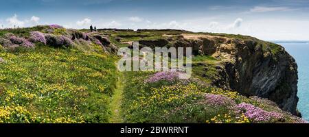 Ein Panoramablick auf Nierenkraut Anthyllis velneraria und Sea Thrift Armeria maritima wächst auf der Küste Pfad bei Bedrutan Steps in Carnewas in Cornw Stockfoto