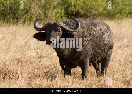 Die Männchen des Afrikanischen oder Cape Buffalo verlassen in den späteren Jahren meist den hurley burley des Lebens in den großen Zuchtherden und sind solitärer Stockfoto