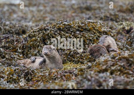 Europäischer Otter (Lutra lutra), Großbritannien Stockfoto