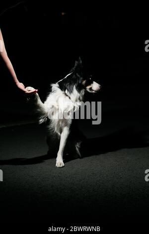 Schüchterner Border Collie Hund schaut weg von seiner Besitzer Hand Stockfoto