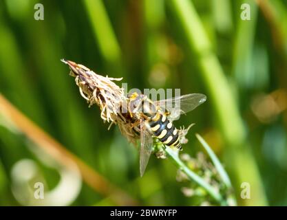 Wanderfliege am Stiel Stockfoto