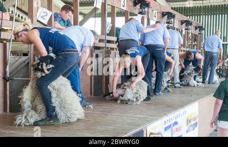 Ladies Schafschur Wettbewerb auf der Great Yorkshire Show, Harrogate, North Yorkshire, England Stockfoto