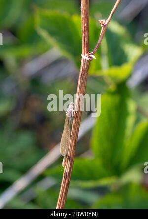 Neu entstanden Common Blue Damselfly Stockfoto