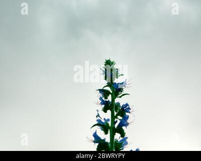 Viper-Bugloss (Echium vulgare)-Blütenstand. Blutergüsse, die von vielen Volksnamen bekannt sind: Blaue Farbe blackamoor Gras, Kornblumenfeld, Romantik, Liebesmädchen, Stockfoto