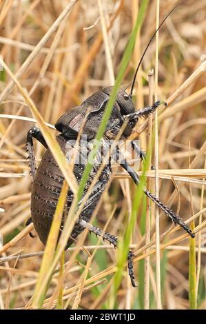 Nahaufnahme Big Bellied Cricket ( Bradyporus Dasypus ) Stockfoto