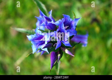 Enziana asclepiadea blaue Bergblume blühend, wilde Natur. Stockfoto