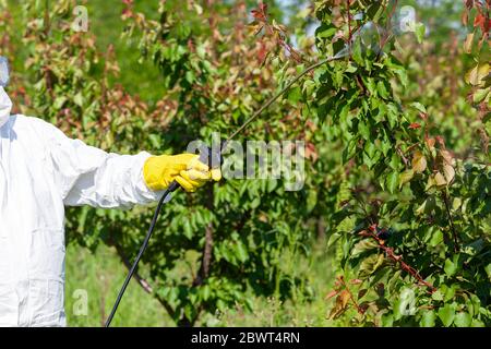 Landwirt spritzen giftige Pestizide und Insektizide in Obstplantage Stockfoto