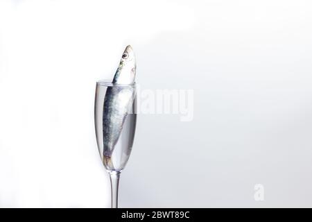 Sardine ist ein Fisch, der leicht in Fischhändlern gefunden wird, ist es in der Regel im Mittelmeer gefischt und ist in der mediterranen Ernährung, gesund Stockfoto