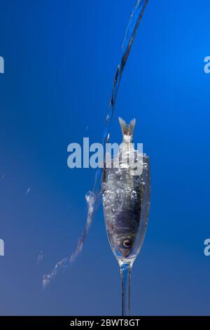 Sardine ist ein Fisch, der leicht in Fischhändlern gefunden wird, ist es in der Regel im Mittelmeer gefischt und ist in der mediterranen Ernährung, gesund Stockfoto