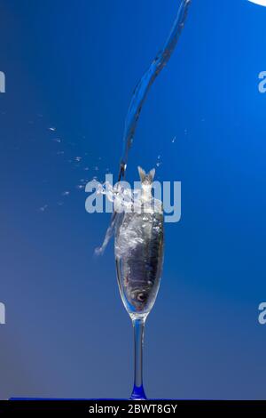 Sardine ist ein Fisch, der leicht in Fischhändlern gefunden wird, ist es in der Regel im Mittelmeer gefischt und ist in der mediterranen Ernährung, gesund Stockfoto