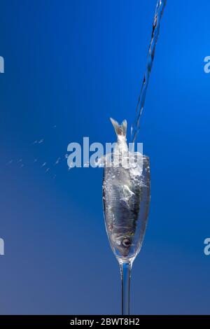 Sardine ist ein Fisch, der leicht in Fischhändlern gefunden wird, ist es in der Regel im Mittelmeer gefischt und ist in der mediterranen Ernährung, gesund Stockfoto