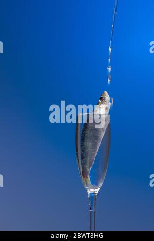 Sardine ist ein Fisch, der leicht in Fischhändlern gefunden wird, ist es in der Regel im Mittelmeer gefischt und ist in der mediterranen Ernährung, gesund Stockfoto