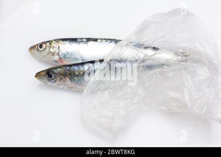 Sardine ist ein Fisch, der leicht in Fischhändlern gefunden wird, ist es in der Regel im Mittelmeer gefischt und ist in der mediterranen Ernährung, gesund Stockfoto