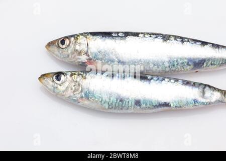 Sardine ist ein Fisch, der leicht in Fischhändlern gefunden wird, ist es in der Regel im Mittelmeer gefischt und ist in der mediterranen Ernährung, gesund Stockfoto