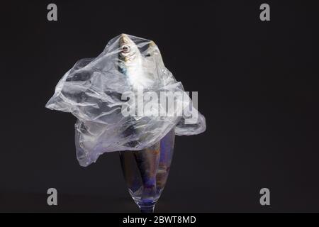 Sardine ist ein Fisch, der leicht in Fischhändlern gefunden wird, ist es in der Regel im Mittelmeer gefischt und ist in der mediterranen Ernährung, gesund Stockfoto