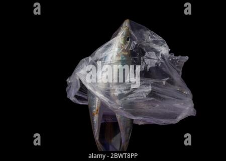 Sardine ist ein Fisch, der leicht in Fischhändlern gefunden wird, ist es in der Regel im Mittelmeer gefischt und ist in der mediterranen Ernährung, gesund Stockfoto